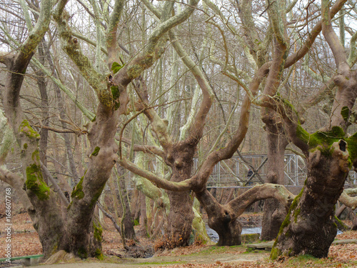 Trees dance