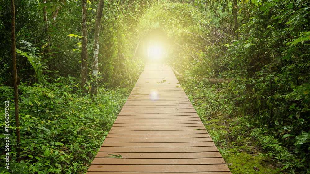 Fototapeta premium wooden walkway in jungle