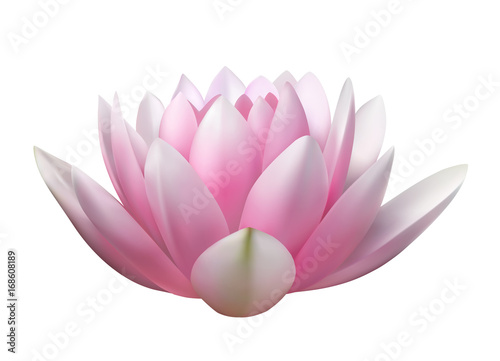 lotus 01