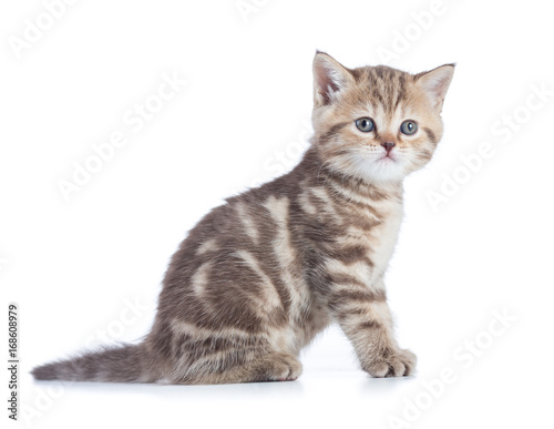 Fototapeta Naklejka Na Ścianę i Meble -  Sitting young cat full length isolated