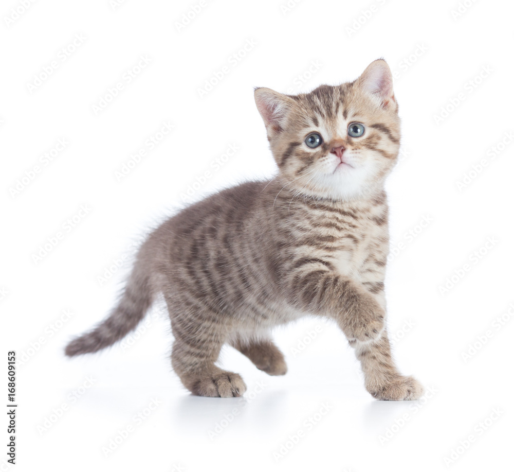 Funny kitten cat standing front view Funny kitten cat standing front view