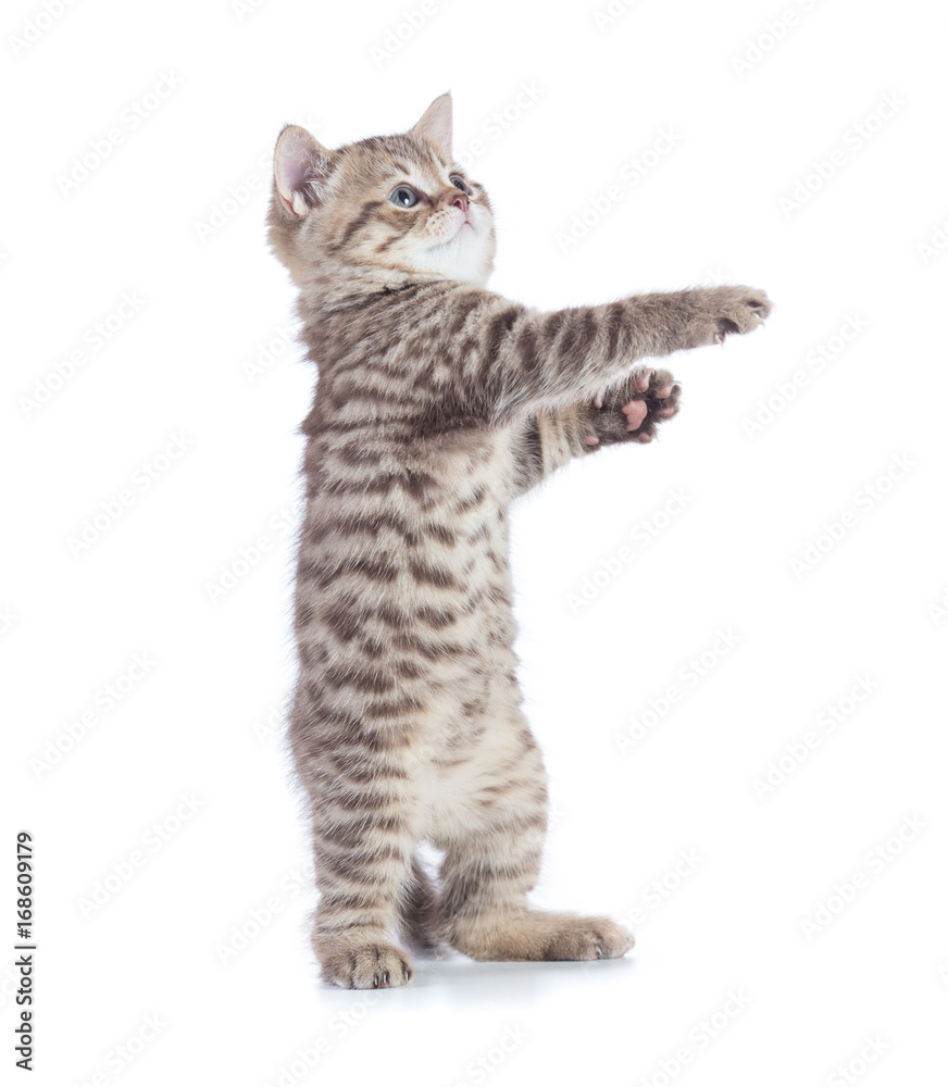 Funny cat standing side view isolated on white Funny cat standing side view isolated on white