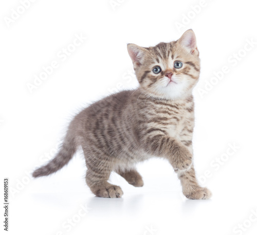 Funny kitten cat standing front view