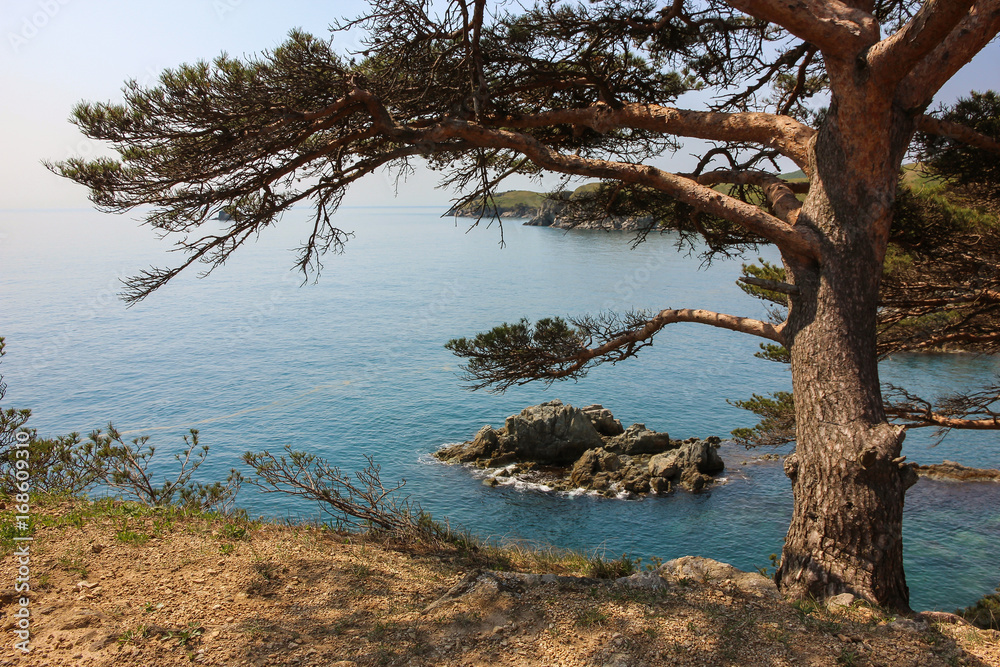 Pine tree on the seashore.  Gamow Peninsula, Primorye, Russia