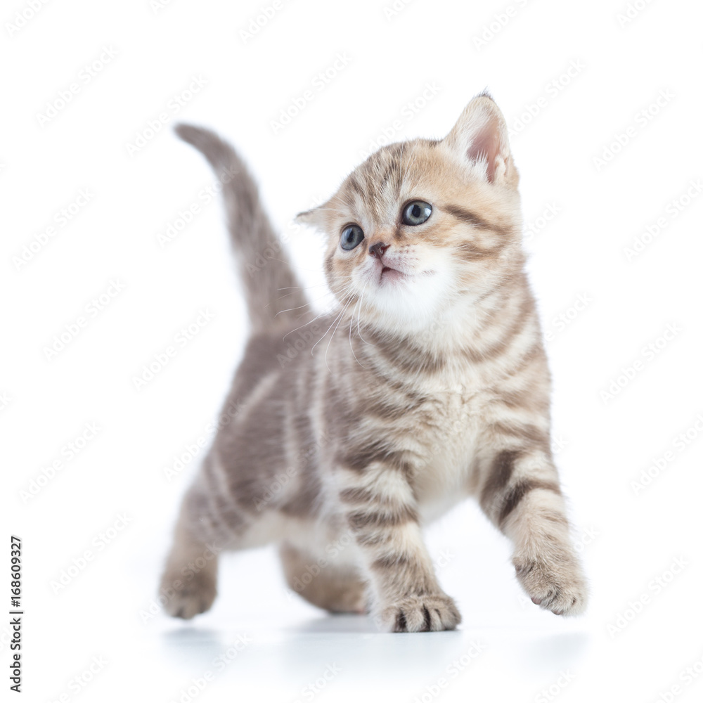 Obraz premium Young funny cat walking front view isolated