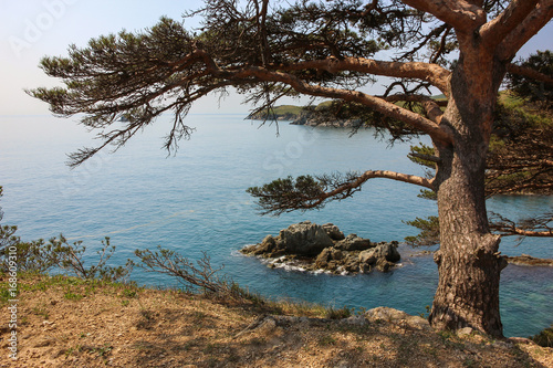 Fototapeta Naklejka Na Ścianę i Meble -  Pine tree on the seashore.  Gamow Peninsula, Primorye, Russia