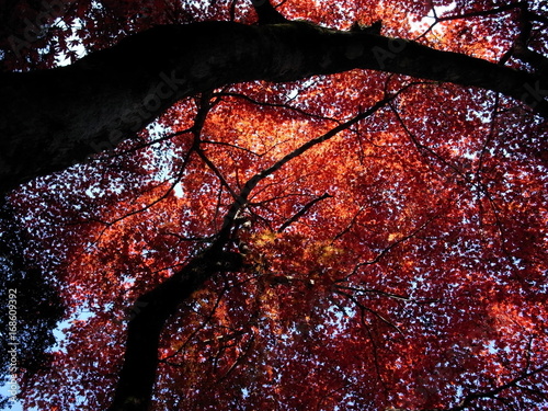 楓の紅葉