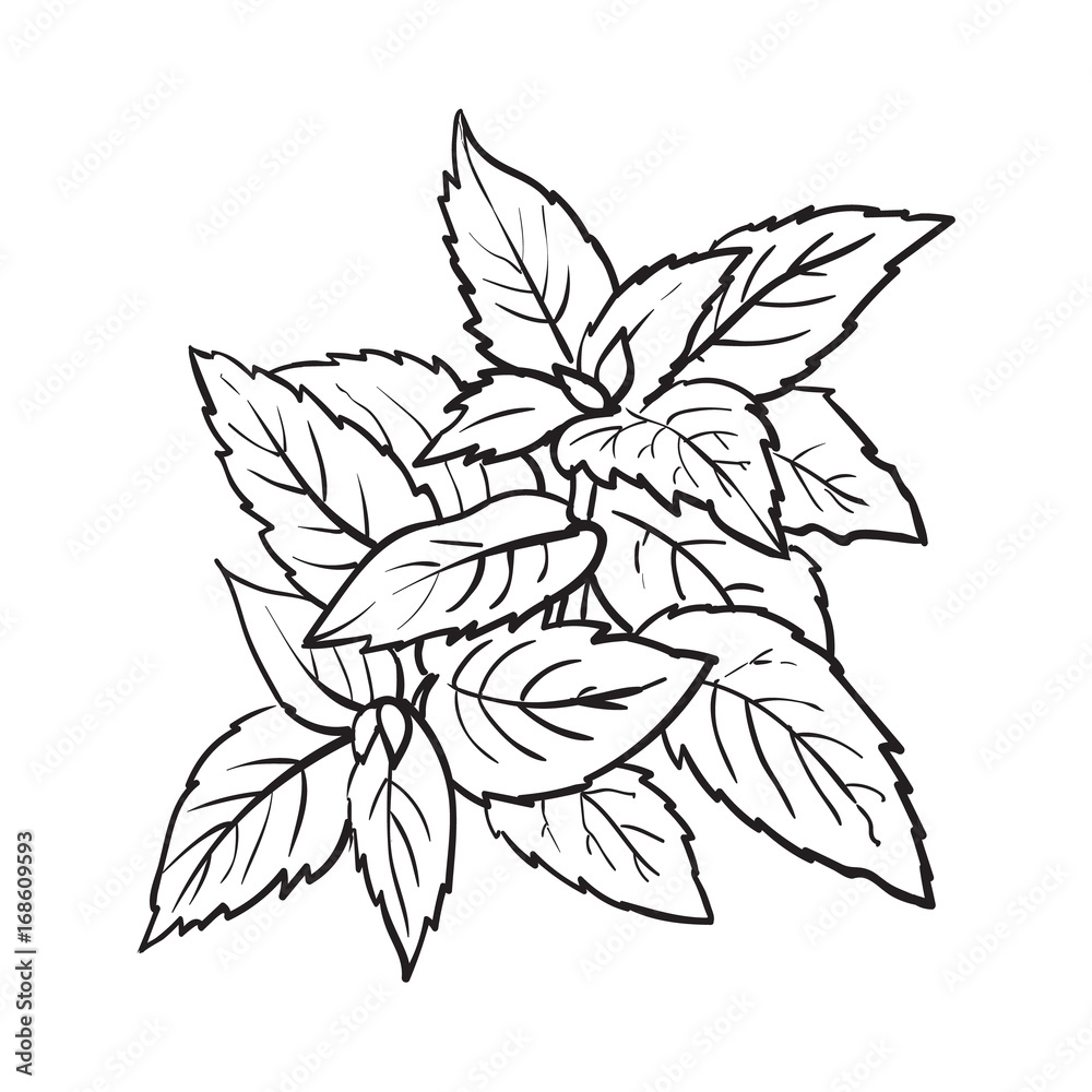 mint herbs ingredients, black and white outline sketch style vector illustration on background. Realistic hand drawing of mint leaves with space for text.