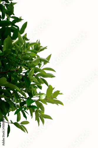 Green leaves of the  tree on white isolate background