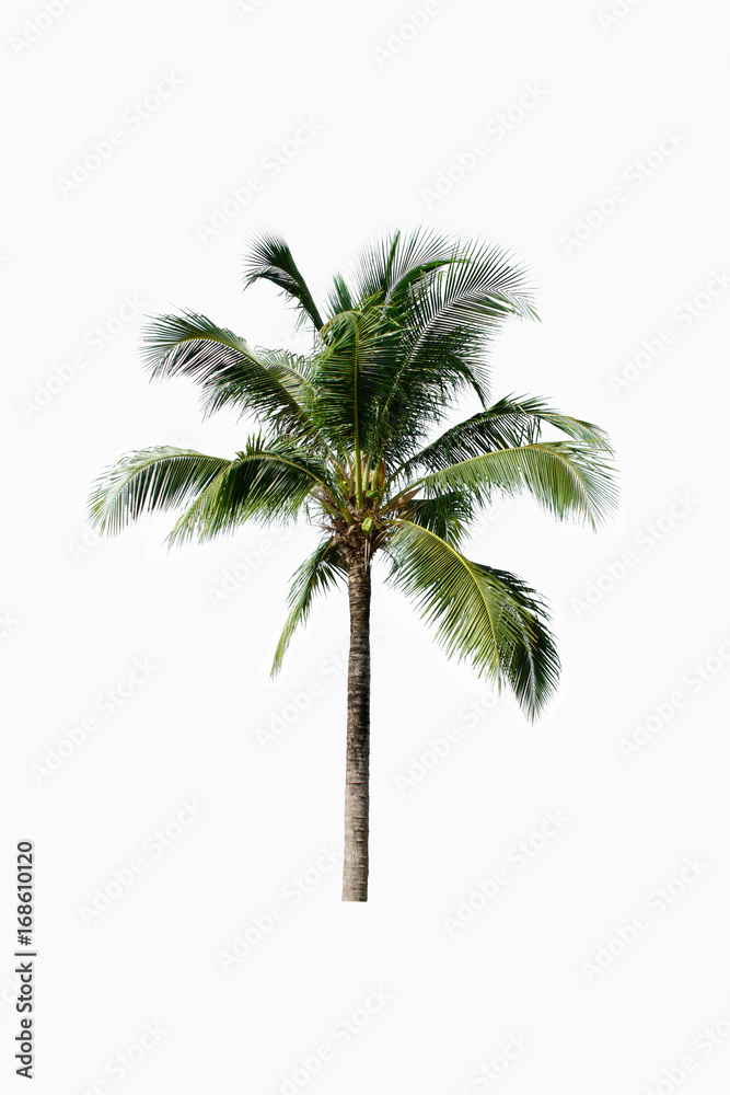 Naklejka premium Palm plant tree or coconut tree on white isolate background