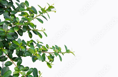 The leaves of the banyan tree on white isolate background