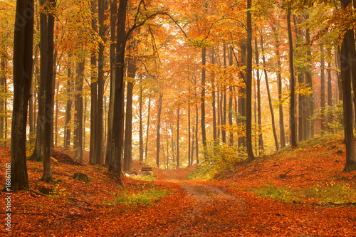 Autumn Forest./ Pomerania, Poland 