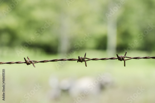 barbed wire rusty and green park