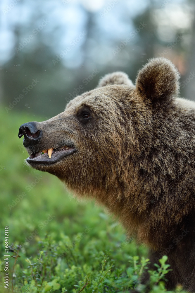 Side view of brown bear face. Brown bear canines.