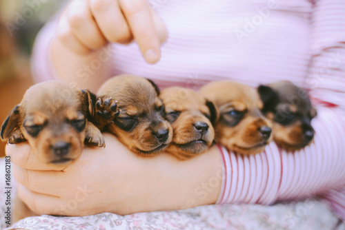 dachshund puppy. dachshund puppy portrait outdoors. many cute dachshund puppy playing outdoor. Shorthaired Dachshound. A beautiful dachshund puppy dog with sad eyes dog portrait