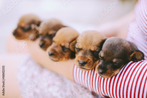 Fotografiet dachshund puppy