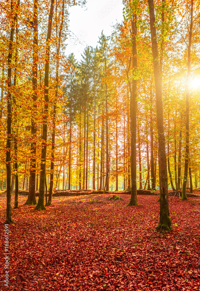 Fototapeta premium Amazing golden autumn colors in the forest path track. Autumn Collection