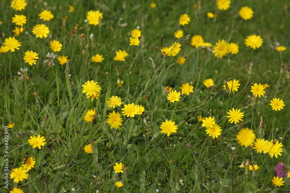 Blumenwiese mit gelben Sommerblumen