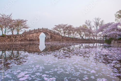 cherry blossom with lake and bridge in Yuantouzhu