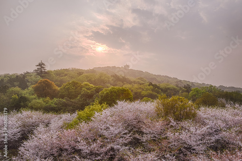 sunrise with cherry blossom in Yuantouzhu
