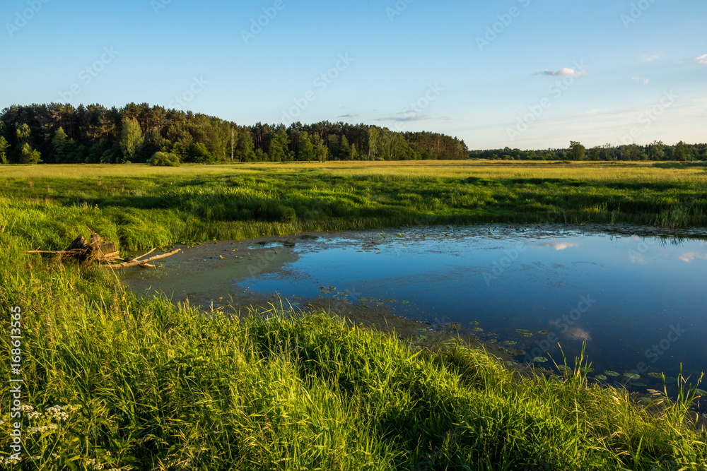 Beautiful landscape with pond, forest and meadow, Poland