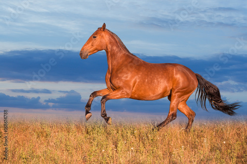 Bay horse runs on the grass on the sky background