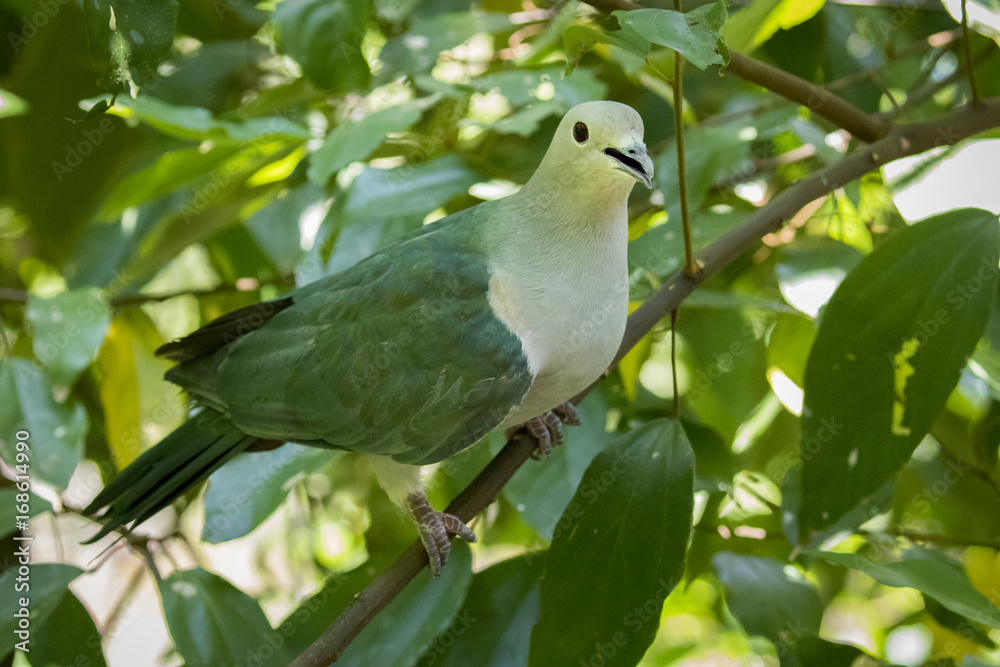 Image of bird (Green Imperial Pigeon.,Ducula aenea) on nature background. Animals. Image of bird (Green Imperial Pigeon.,Ducula aenea) on nature background. Animals.