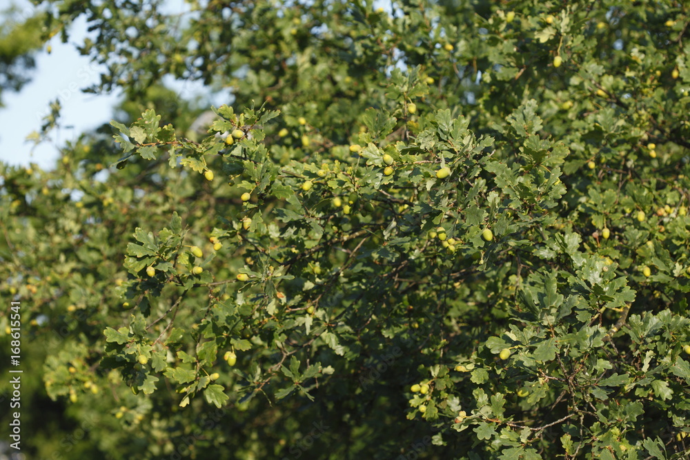 Eichenblätter und Eicheln an einem Baum