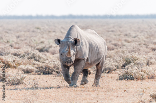 Black rhinoceros, Diceros bicornis, walking towards the camera © dpreezg