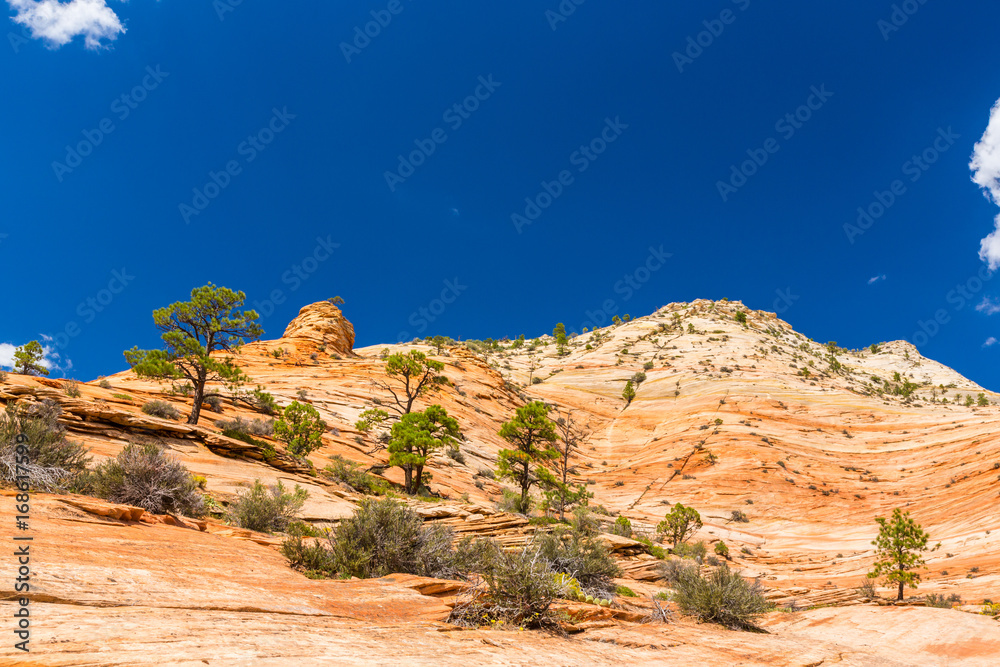 Fototapeta premium Autumn scenery in Zion National Park, with red sandstone rocks