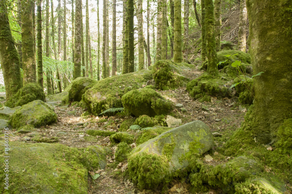 Rainforest Ireland, Eire Rainforest Ireland, Eire