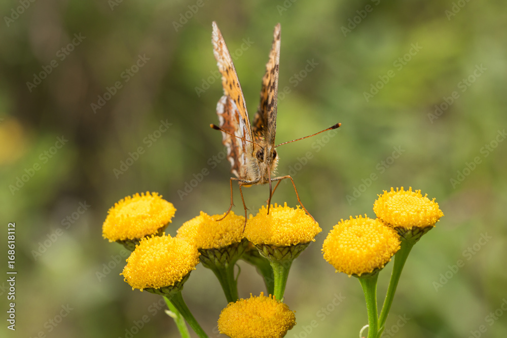 Butterfly on celandine flowers Butterfly on celandine flowers