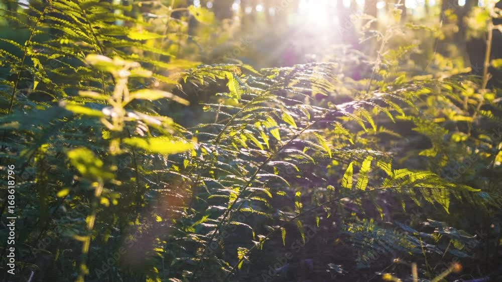 Dolly shot into picturesque deep forest with fern plants and sun rays breaking through