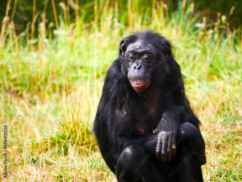 Bonobo Bonobo