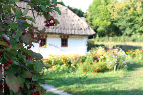 Branches of a viburnum on the background of an old house in Ukraine.
