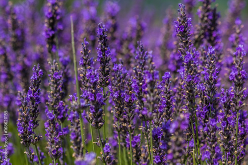 Selective focus of blooming Lavender plants at "Bleu Lavande" in Fitch Bay Quebec, Canada