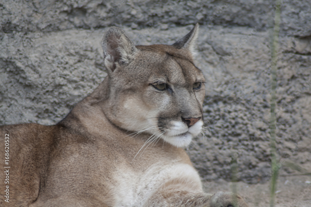 Naklejka premium Cougar, cap.