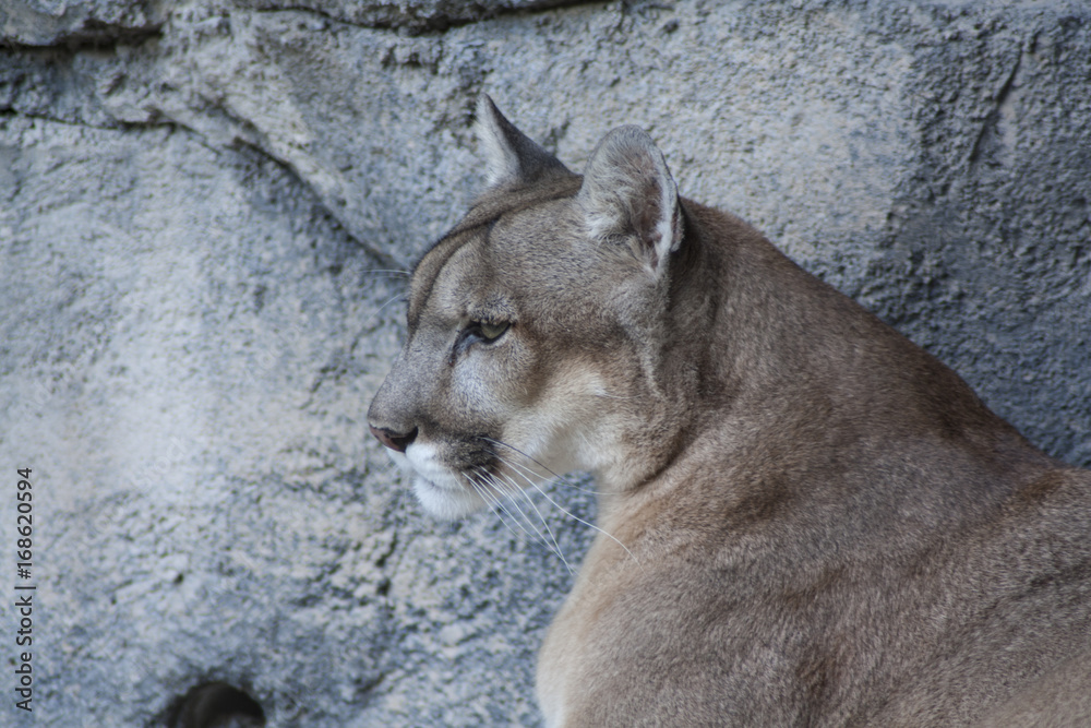 Naklejka premium Lynx, cap.