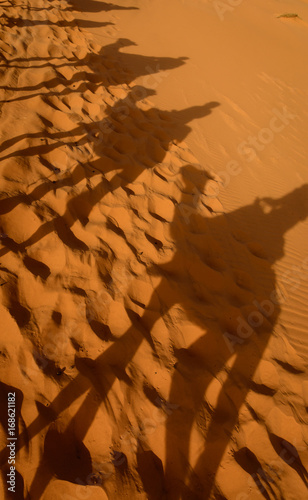 Shadows of camels in Erg Chebbi sand dune, Sahara, Merzouga, Morocco