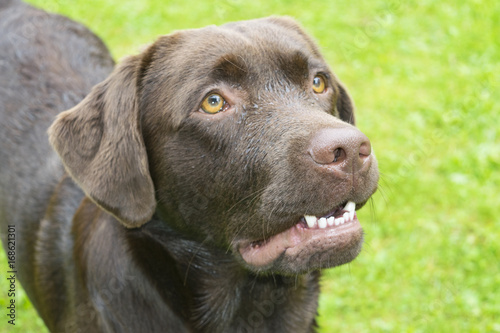 Brown Chocolate Labrador retriever. Dog on the green grass