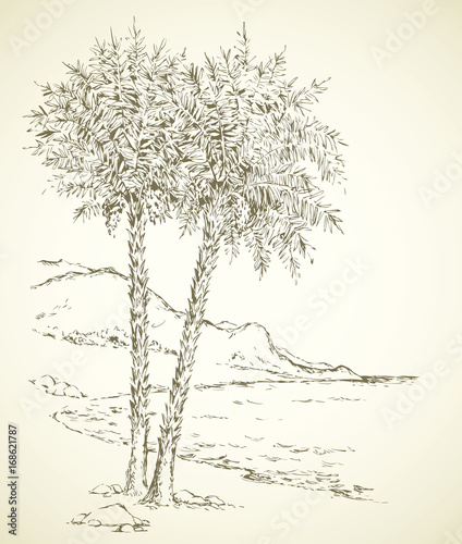 Palm trees on the beach. Vector drawing