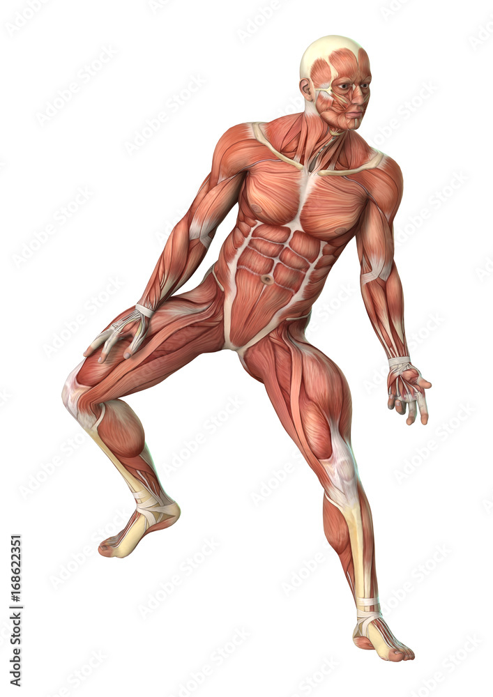 3D Rendering Male Figure Muscle Maps on White 3D Rendering Male Figure Muscle Maps on White