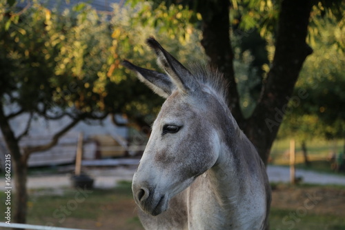 Farm / Donkey