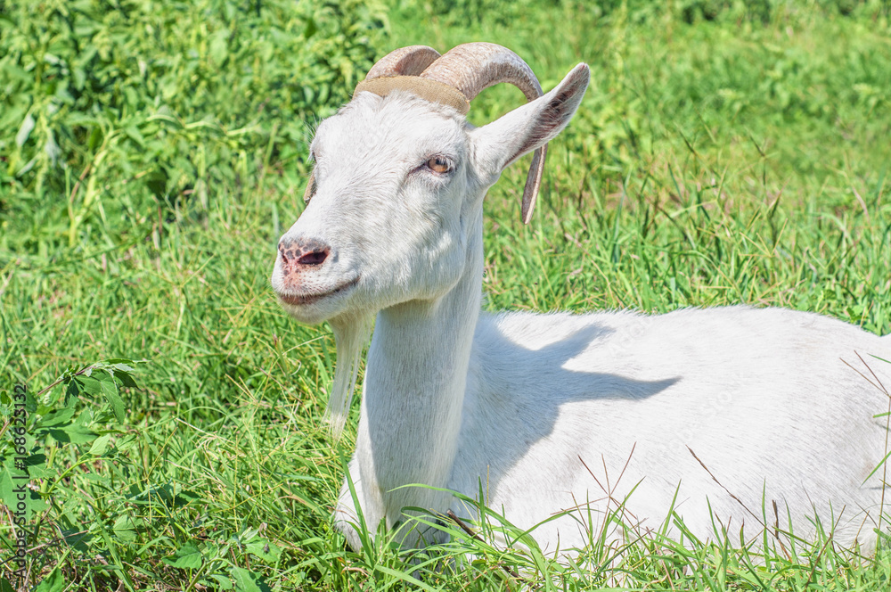 Obraz premium Resting white goat
