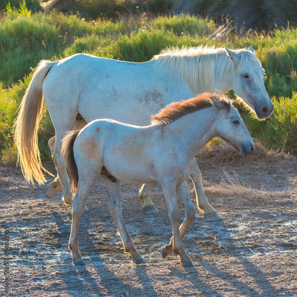      Foal and its mother walking, white horses in back light in the swamps 
