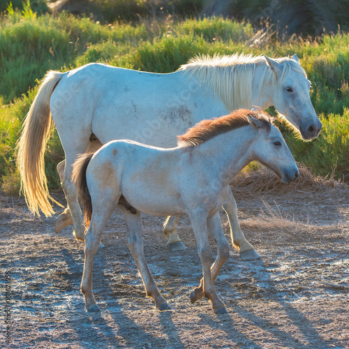      Foal and its mother walking  white horses in back light in the swamps   