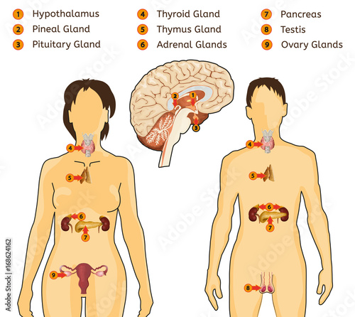 Endocrine System Image