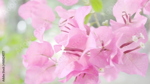 Bougainvillea, pink flower close up