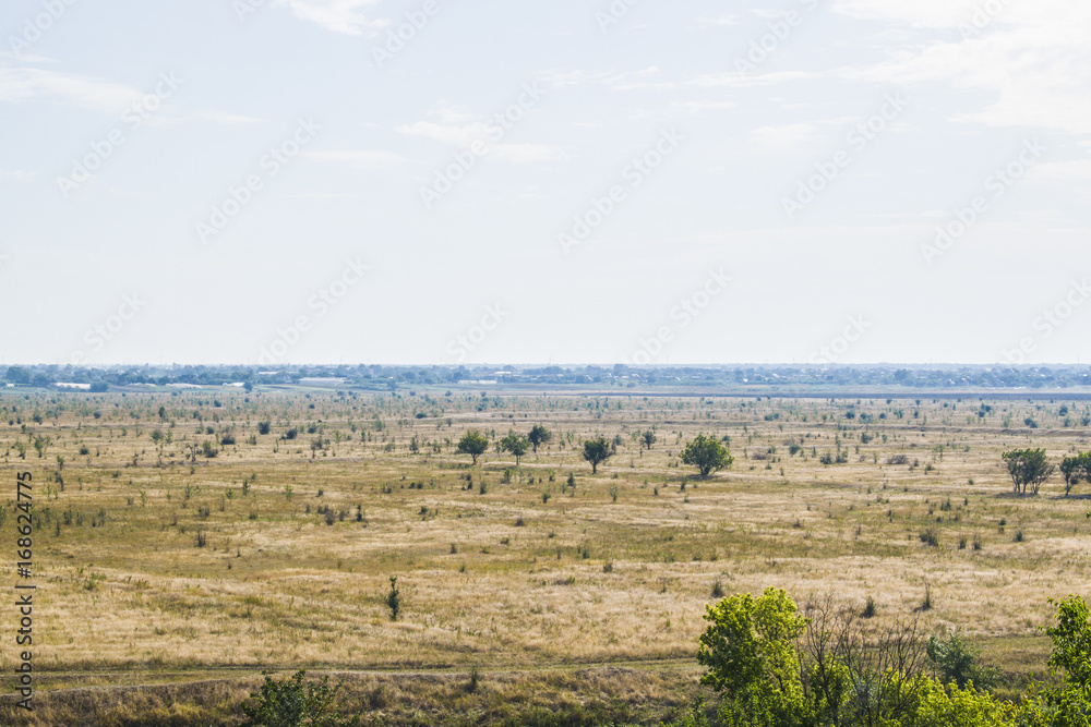 Fototapeta premium A field in which nothing grows except trees