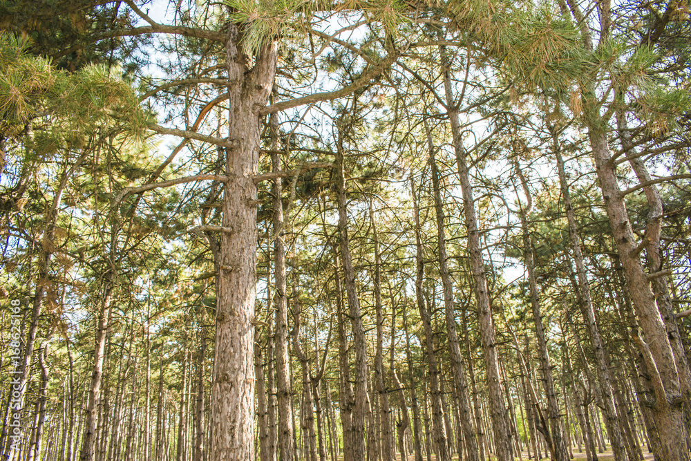 Huge trees in a pine forest. Sunlight makes its way through the trees Huge trees in a pine forest. Sunlight makes its way through the trees